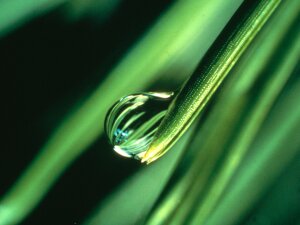 Orion_nature_and_culture_moist grass.jpg